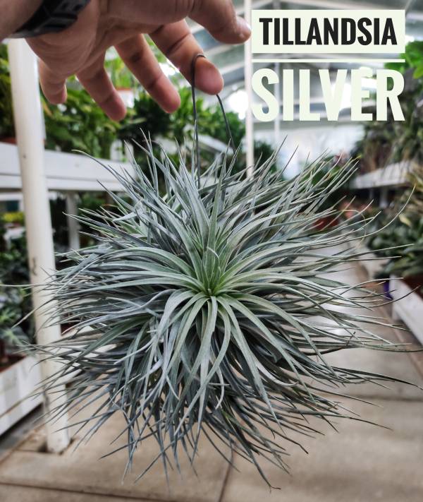 Tillandsia 'Silver' (Air Plant) - Image 2
