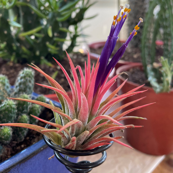 Tillandsia ionantha (Air Plant)