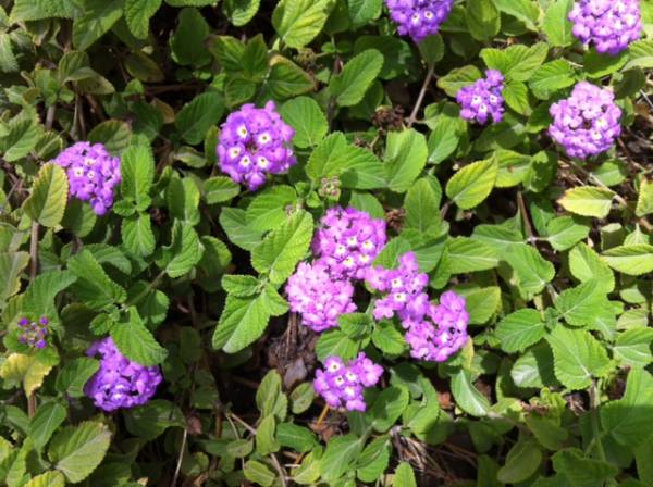 Lantana montevidensis Purple – Trailing Lantana - Image 2