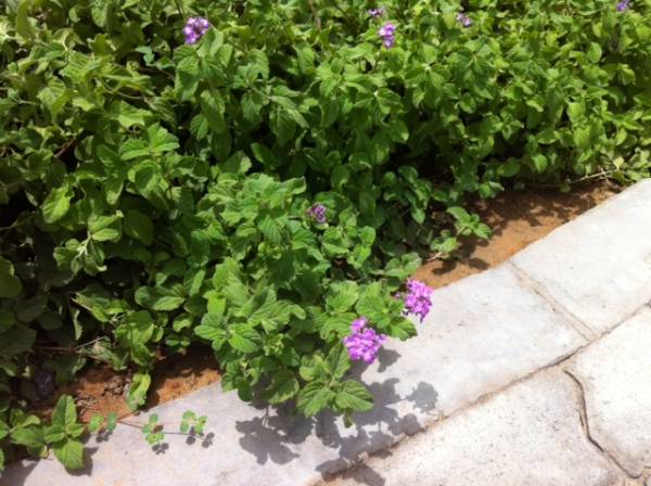 Lantana montevidensis Purple – Trailing Lantana - Image 3