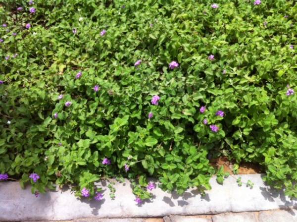 Lantana montevidensis Purple – Trailing Lantana - Image 4
