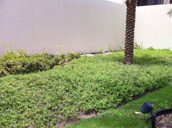 Lantana montevidensis Purple – Trailing Lantana - Image 5