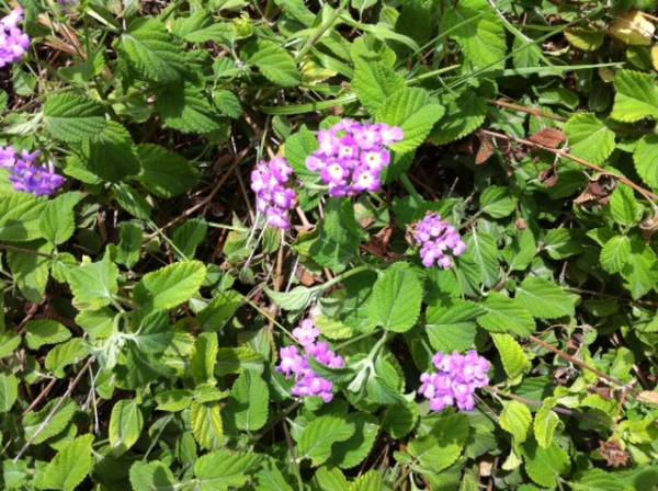 Lantana montevidensis Purple – Trailing Lantana - Image 6