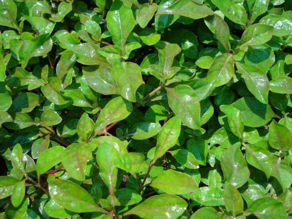 Alternanthera ficoidea 'Red' - Image 2
