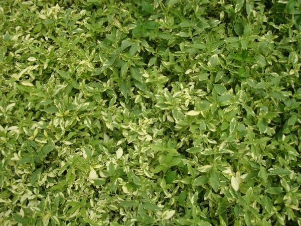 Alternanthera ficoidea 'Gold' - Image 2