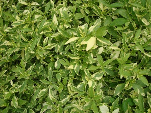 Alternanthera ficoidea 'Gold' - Image 3