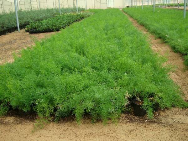 Asparagus sprengeri 'Sprenger's Asparagus Fern' - Image 2