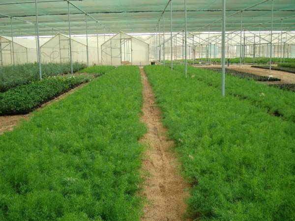 Asparagus sprengeri 'Sprenger's Asparagus Fern' - Image 3