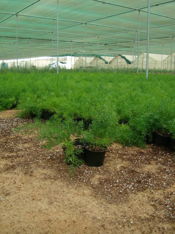 Asparagus sprengeri 'Sprenger's Asparagus Fern' - Image 5
