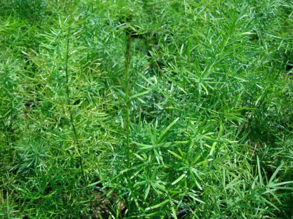Asparagus sprengeri 'Sprenger's Asparagus Fern'