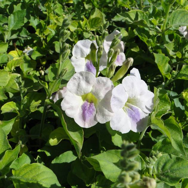 Asystasia gangetica 'Creeping Foxglove'