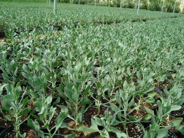 Atriplex semibaccata 'Creeping Saltbush' - Image 2