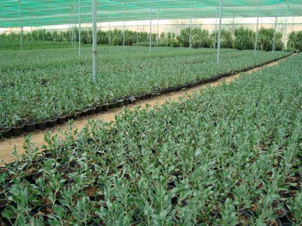 Atriplex semibaccata 'Creeping Saltbush' - Image 3
