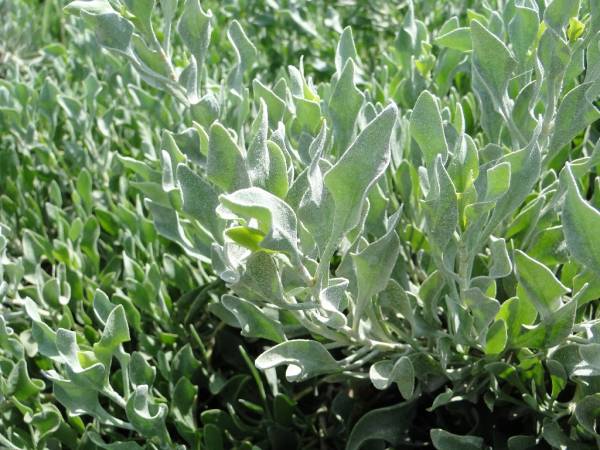 Atriplex semibaccata 'Creeping Saltbush'