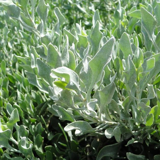 Atriplex semibaccata 'Creeping Saltbush'