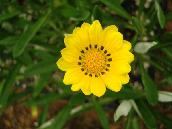 Gazania uniflora – African Daisy