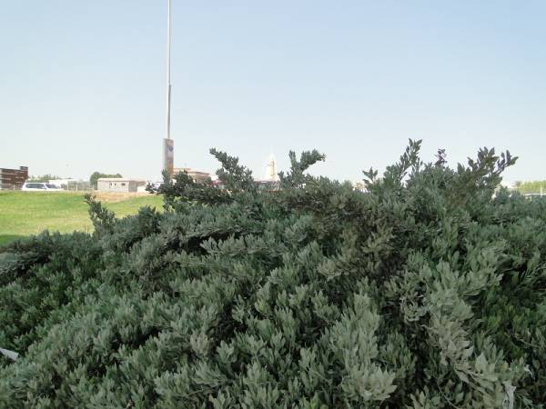 Atriplex semibaccata 'Creeping Saltbush' - Image 4