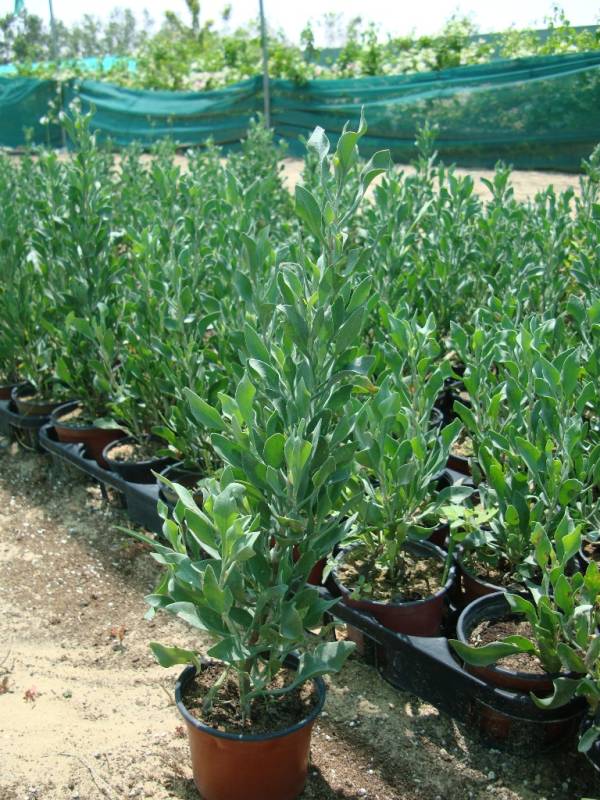 Atriplex semibaccata 'Creeping Saltbush' - Image 5