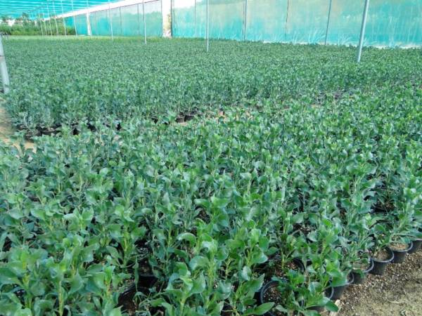 Atriplex semibaccata 'Creeping Saltbush' - Image 6