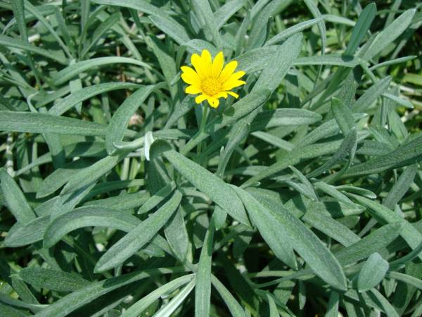 Gazania uniflora – African Daisy - Image 3