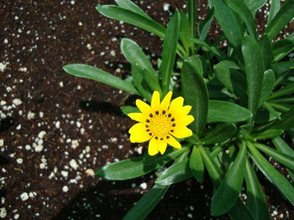 Gazania uniflora – African Daisy - Image 4