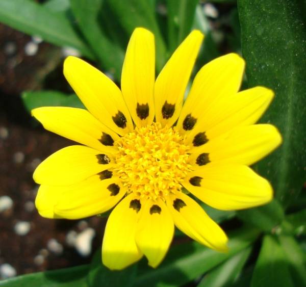 Gazania uniflora – African Daisy - Image 5