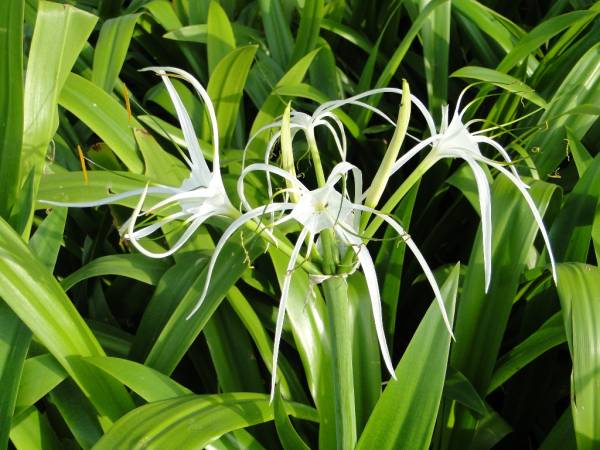 Hymenocallis littoralis – Beach Spider Lily - Image 4