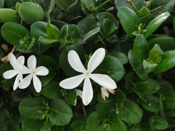 Carissa grandiflora 'Prostrata' 'Natal Plum'