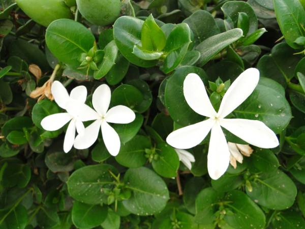 Carissa grandiflora 'Prostrata' 'Natal Plum' - Image 2