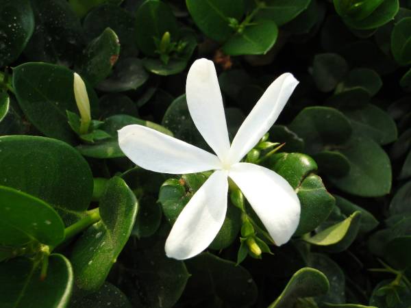 Carissa grandiflora 'Prostrata' 'Natal Plum' - Image 3