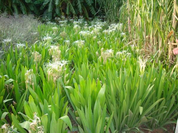 Hymenocallis littoralis – Beach Spider Lily - Image 6