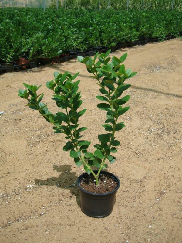 Carissa grandiflora 'Prostrata' 'Natal Plum' - Image 5