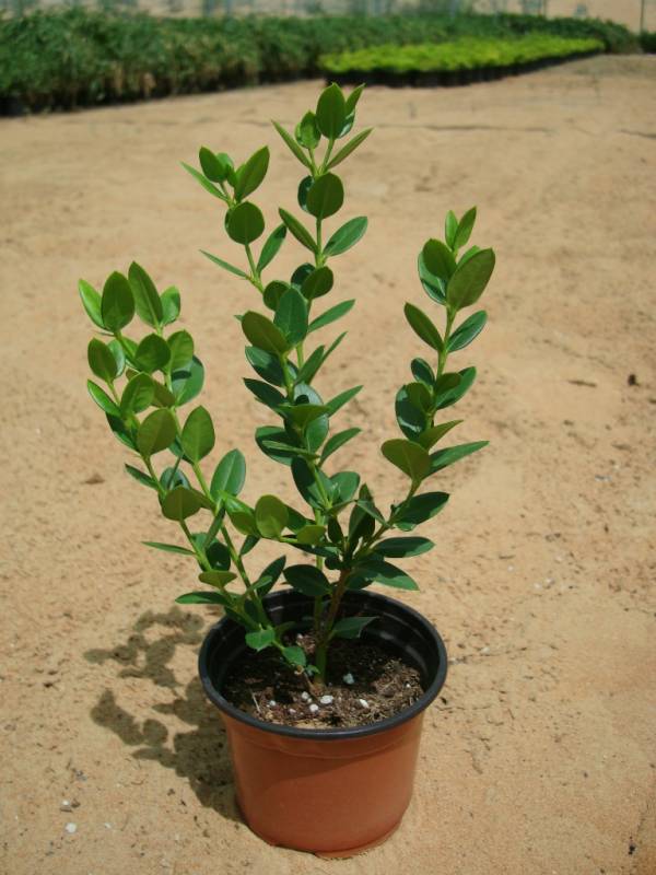 Carissa grandiflora 'Prostrata' 'Natal Plum' - Image 7