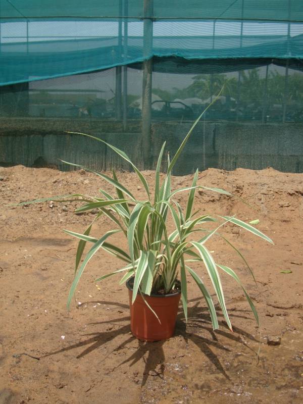 Dianella tasmanica 'Tasman Flax Lily' - Image 2