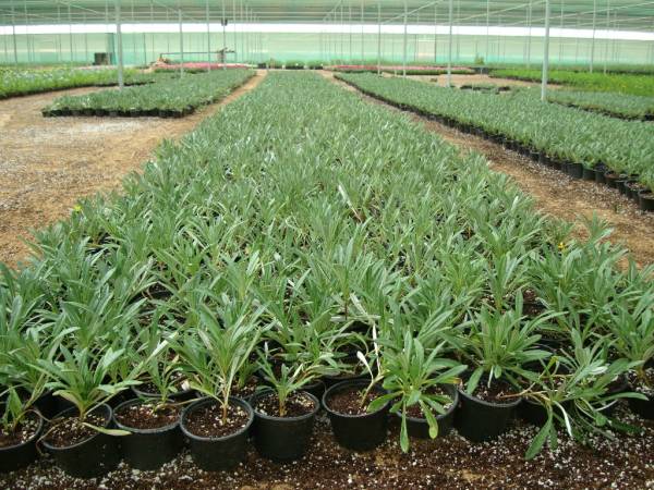 Gazania uniflora – African Daisy - Image 6
