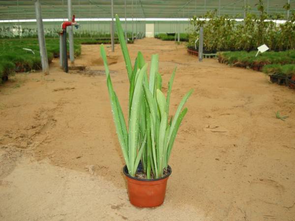 Hippeastrum × johnsonii – St. Joseph’s Lily - Image 2