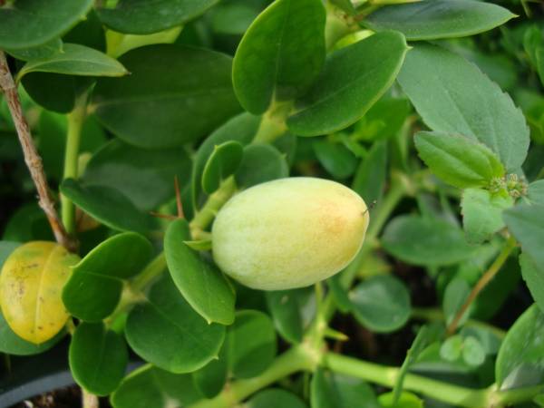Carissa grandiflora 'Prostrata' 'Natal Plum' - Image 10