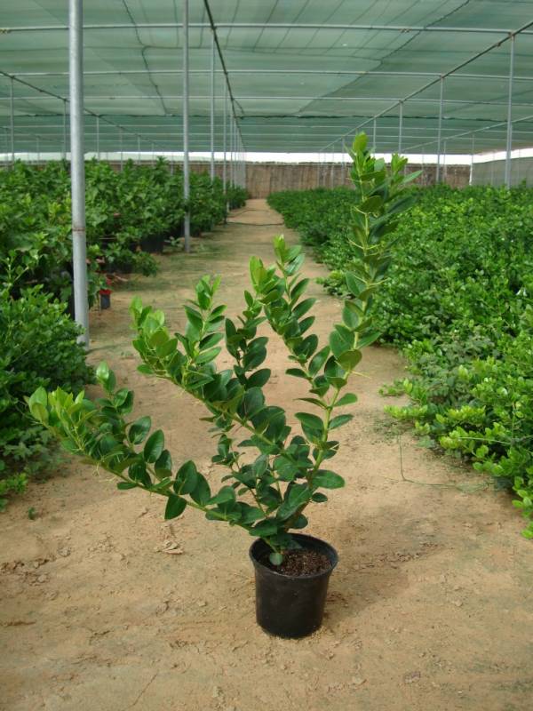 Carissa grandiflora 'Prostrata' 'Natal Plum' - Image 11