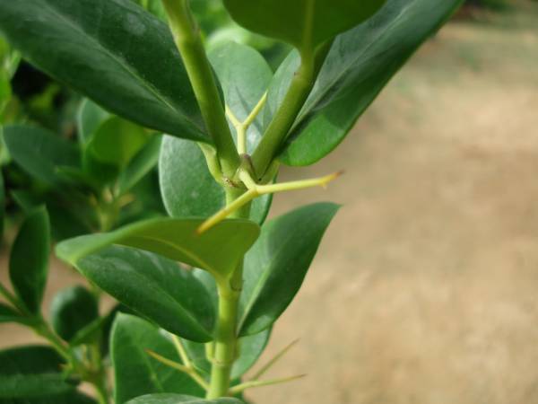 Carissa grandiflora 'Prostrata' 'Natal Plum' - Image 12
