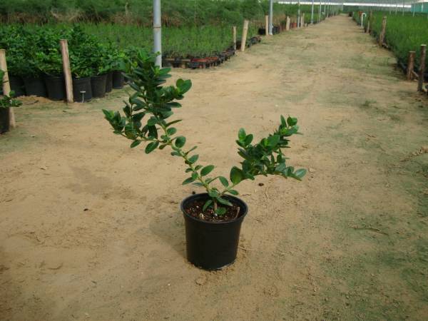 Carissa grandiflora 'Prostrata' 'Natal Plum' - Image 13