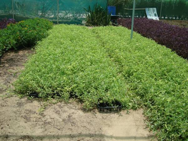 Alternanthera ficoidea 'Gold' - Image 4