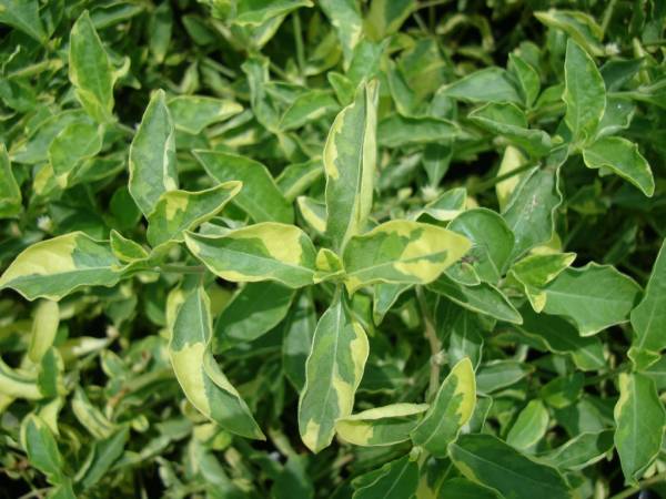 Alternanthera ficoidea 'Gold'
