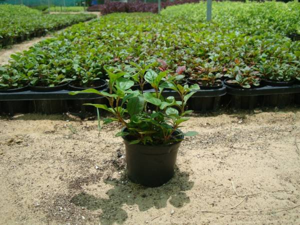 Alternanthera ficoidea 'Red' - Image 4