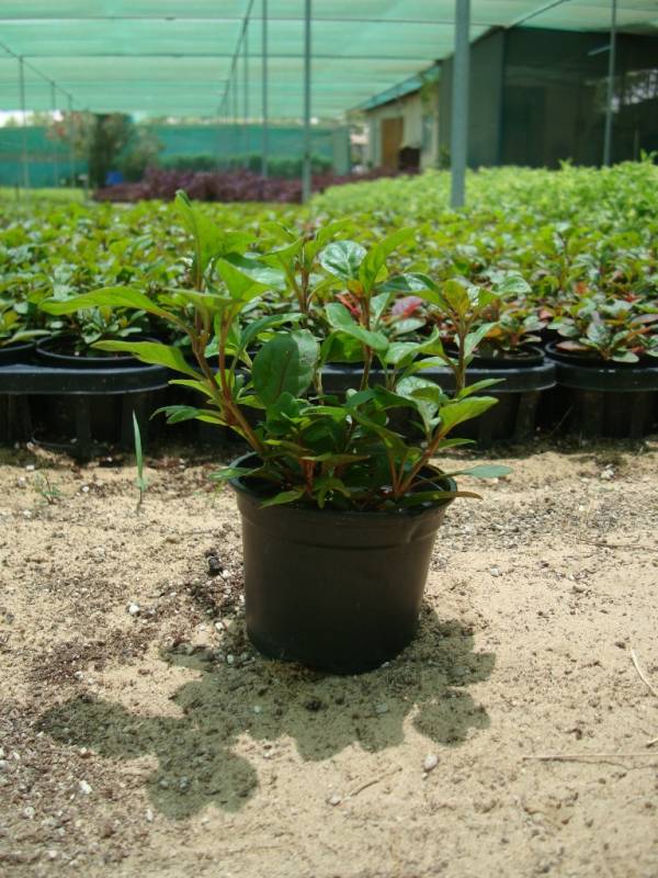 Alternanthera ficoidea 'Red'
