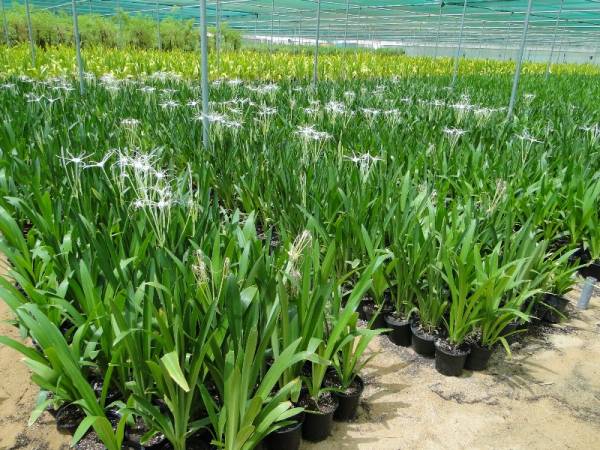 Hymenocallis littoralis – Beach Spider Lily