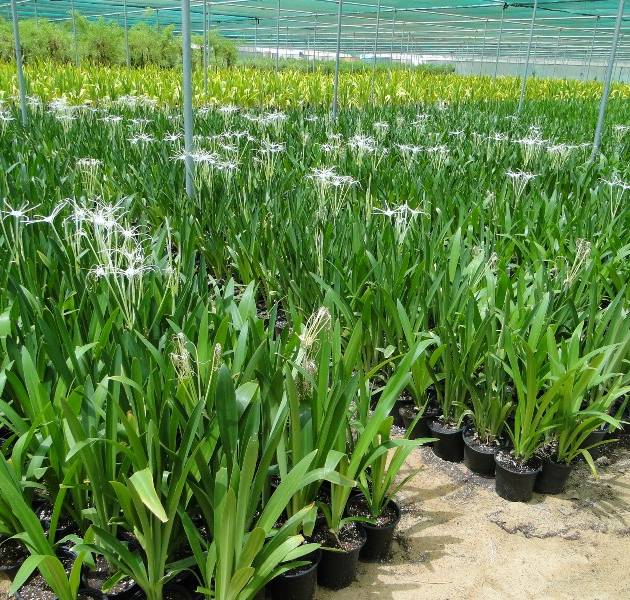 Hymenocallis littoralis – Beach Spider Lily