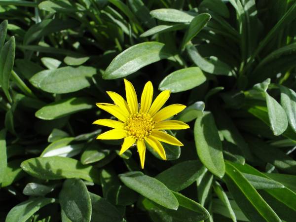 Gazania uniflora – African Daisy - Image 8