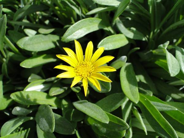 Gazania uniflora – African Daisy - Image 9