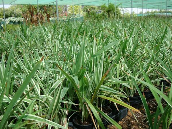 Dianella tasmanica 'Tasman Flax Lily'