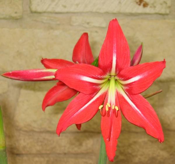 Hippeastrum × johnsonii – St. Joseph’s Lily - Image 3
